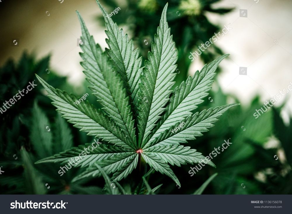 ukgrower OnlyFans profile picture