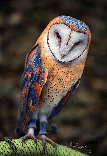 j.hootiehoo OnlyFans profile picture