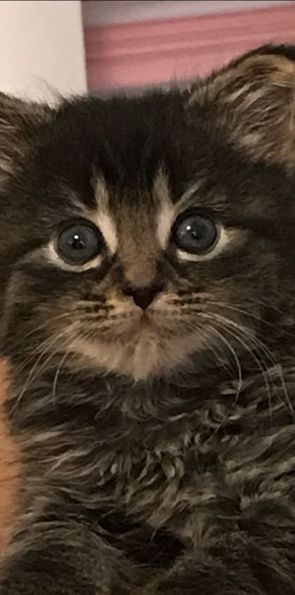 fosterkittymama OnlyFans picture