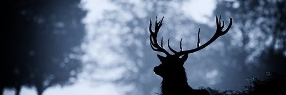 a_beloved_flaw OnlyFans profile picture