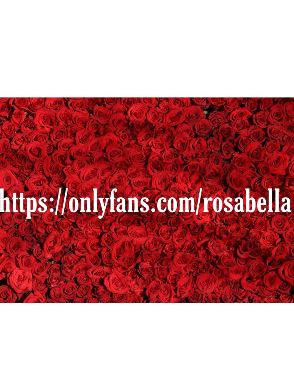 rosabella OnlyFans profile picture