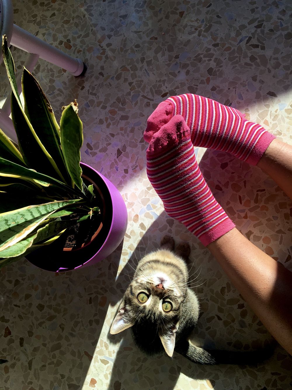 the.pink.kitten OnlyFans profile picture