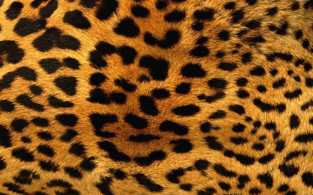gunnerguini OnlyFans profile picture