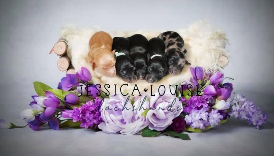 jldachshund OnlyFans profile picture