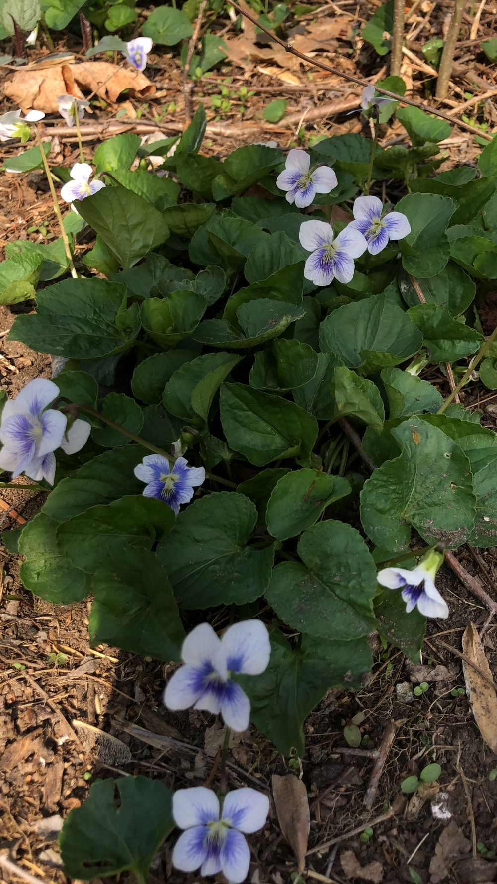 soft.flowers OnlyFans profile picture