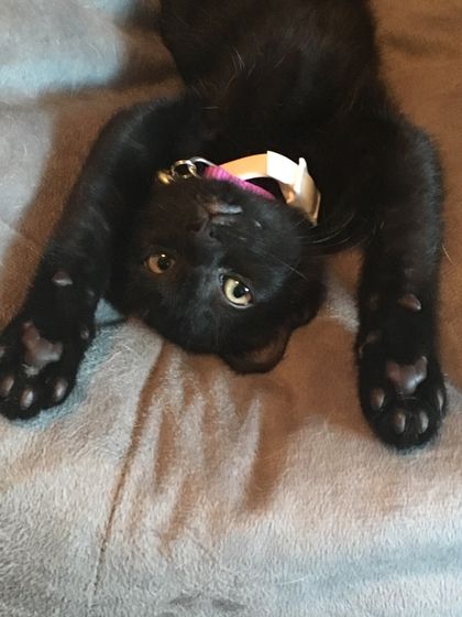 gelicidepetscats OnlyFans picture