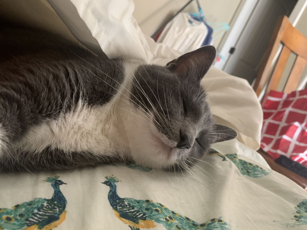 elrisotto OnlyFans profile picture