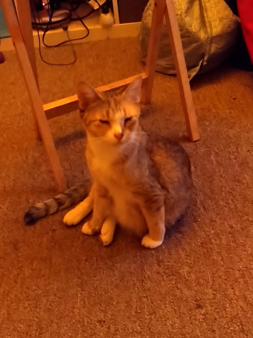 phillyfelines OnlyFans profile picture