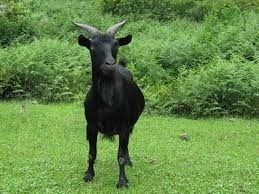 dablackgoat OnlyFans profile picture