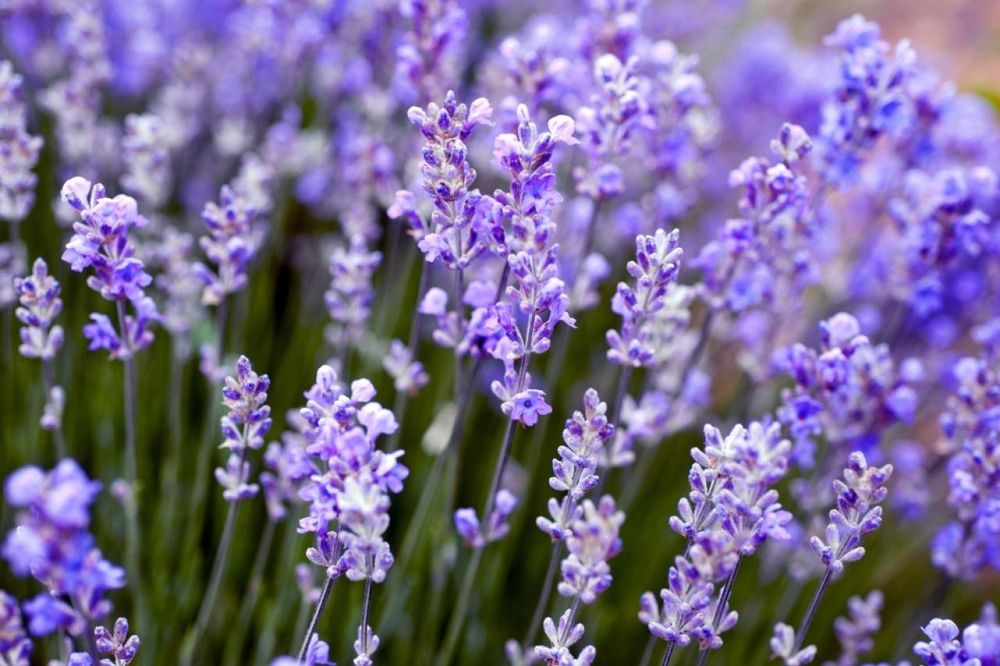 lavender289 OnlyFans profile picture