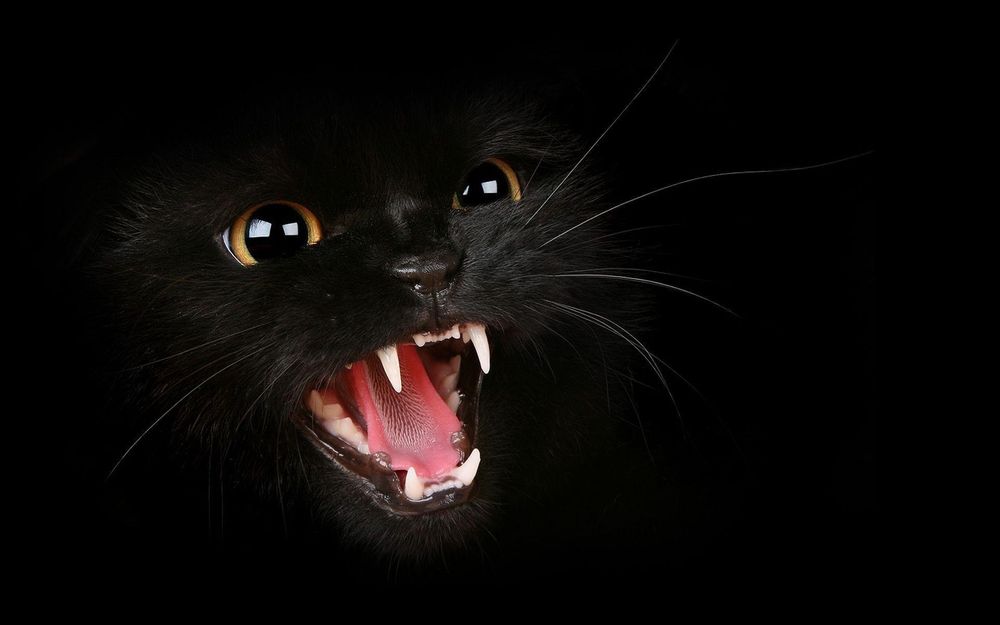 sillyfelinealtgirl OnlyFans profile picture