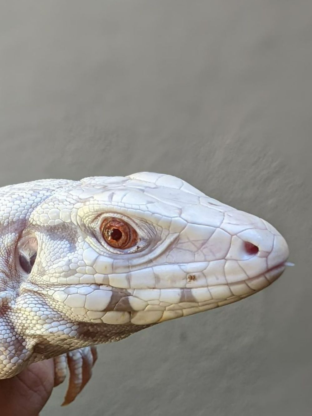 thechameleoncollective OnlyFans profile picture