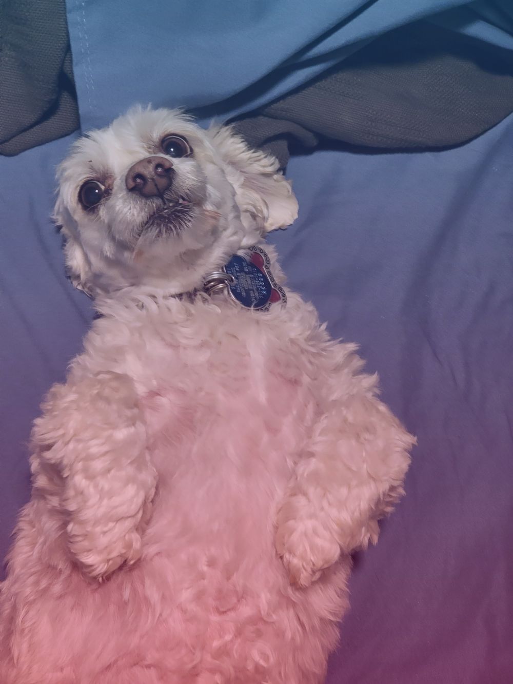 laylathedog OnlyFans profile picture