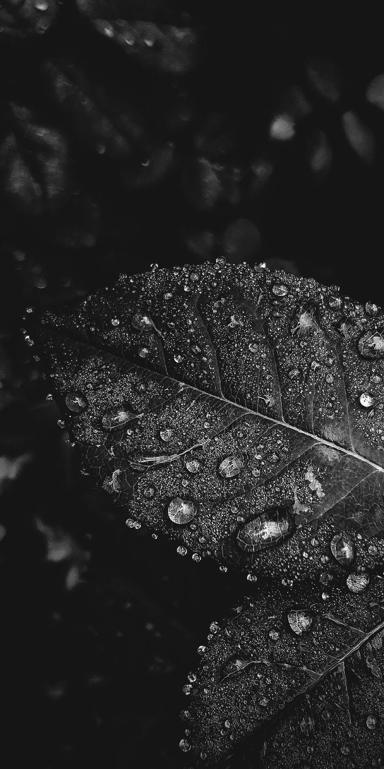 blackautumn2 OnlyFans profile picture