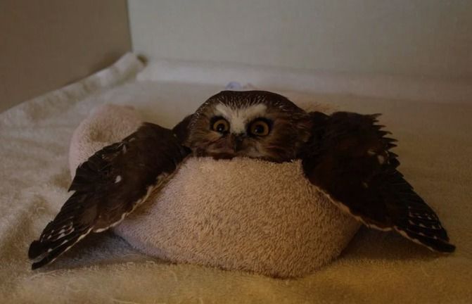 owl1c1ous OnlyFans profile picture