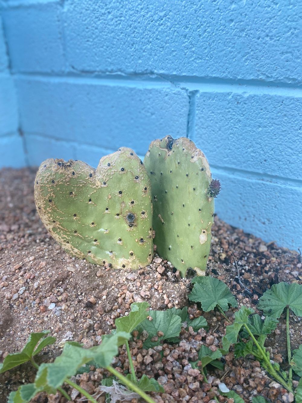 terrabee OnlyFans profile picture