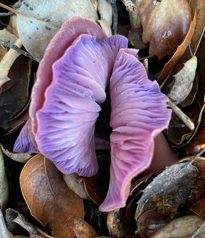 onlyfungi OnlyFans picture