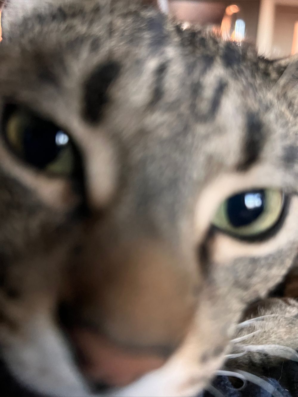 samthecat04302022 OnlyFans profile picture