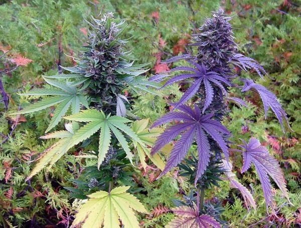 high_hoes_420 OnlyFans profile picture