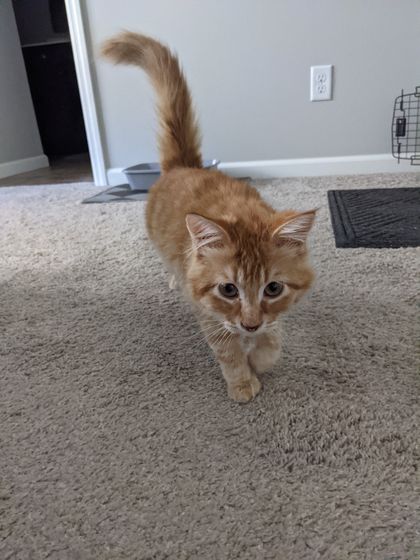 lotsofcats OnlyFans picture