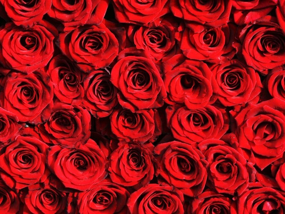rose_panther1 OnlyFans profile picture