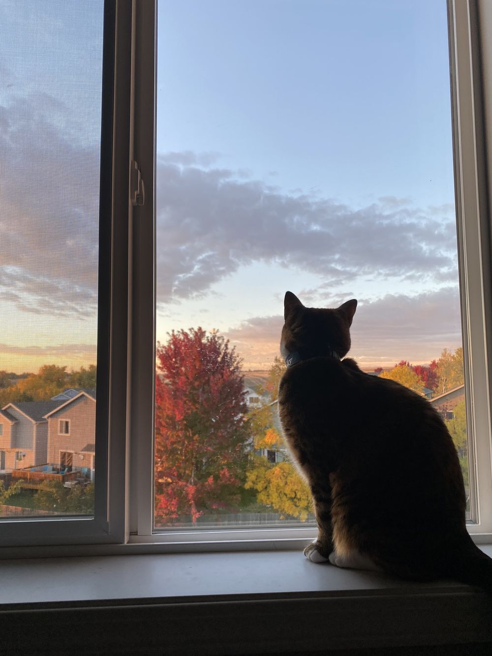 mollyspaws OnlyFans profile picture