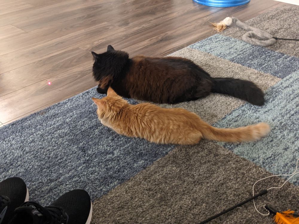 lotsofcats OnlyFans profile picture