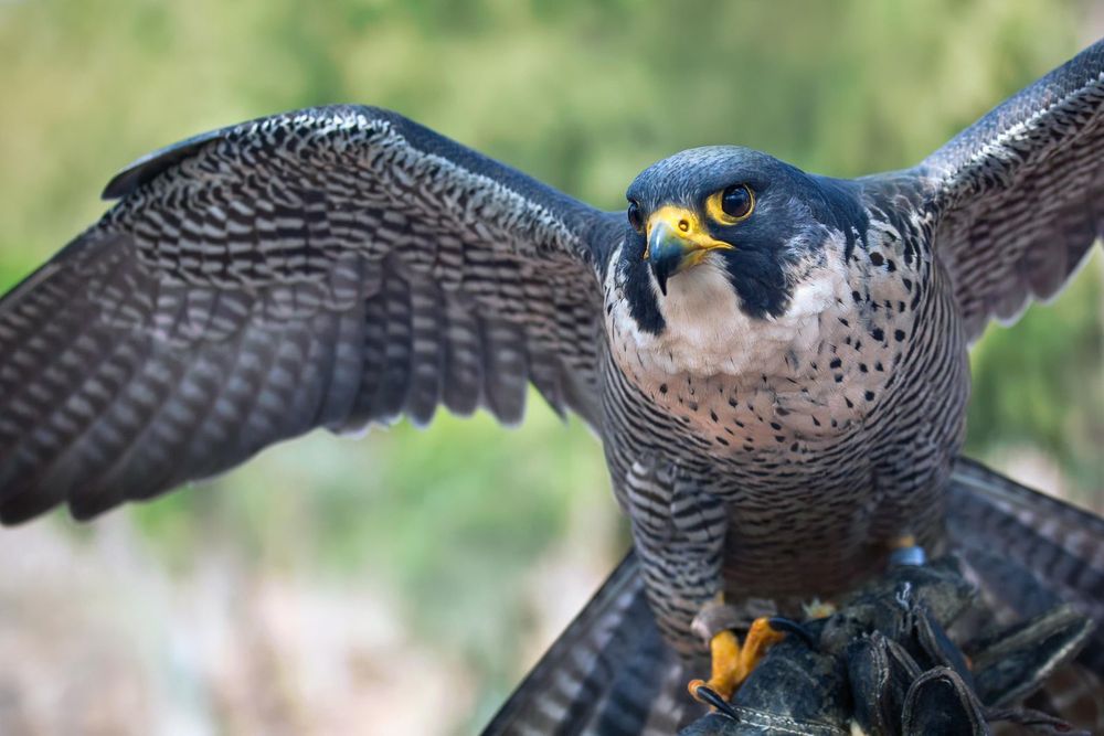 johnny_falcon OnlyFans profile picture