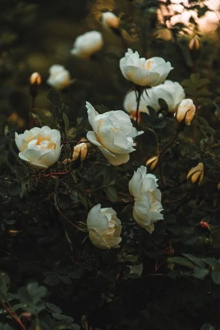 whiterose6 OnlyFans profile picture