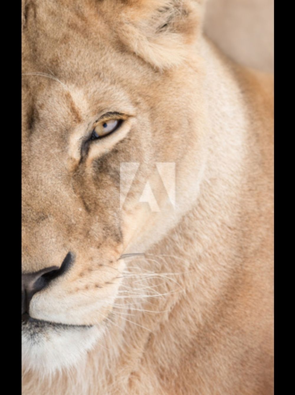 thalionness OnlyFans profile picture