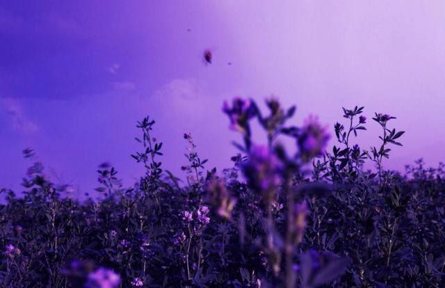 obscurecloud OnlyFans profile picture
