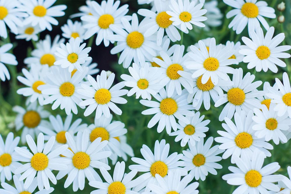 aprilflower10 OnlyFans profile picture