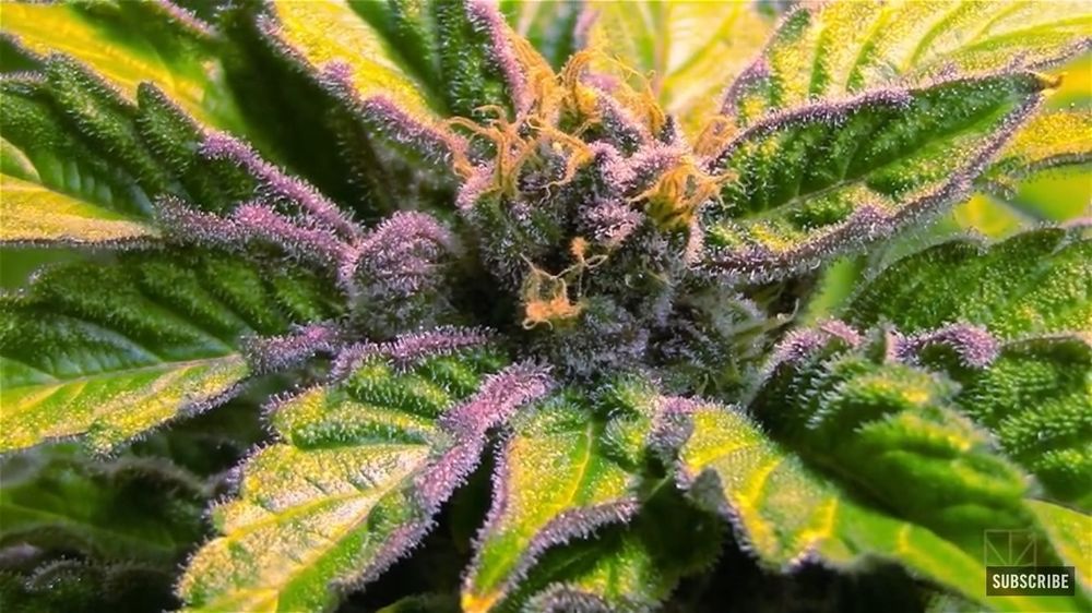 stoner.girlie OnlyFans profile picture