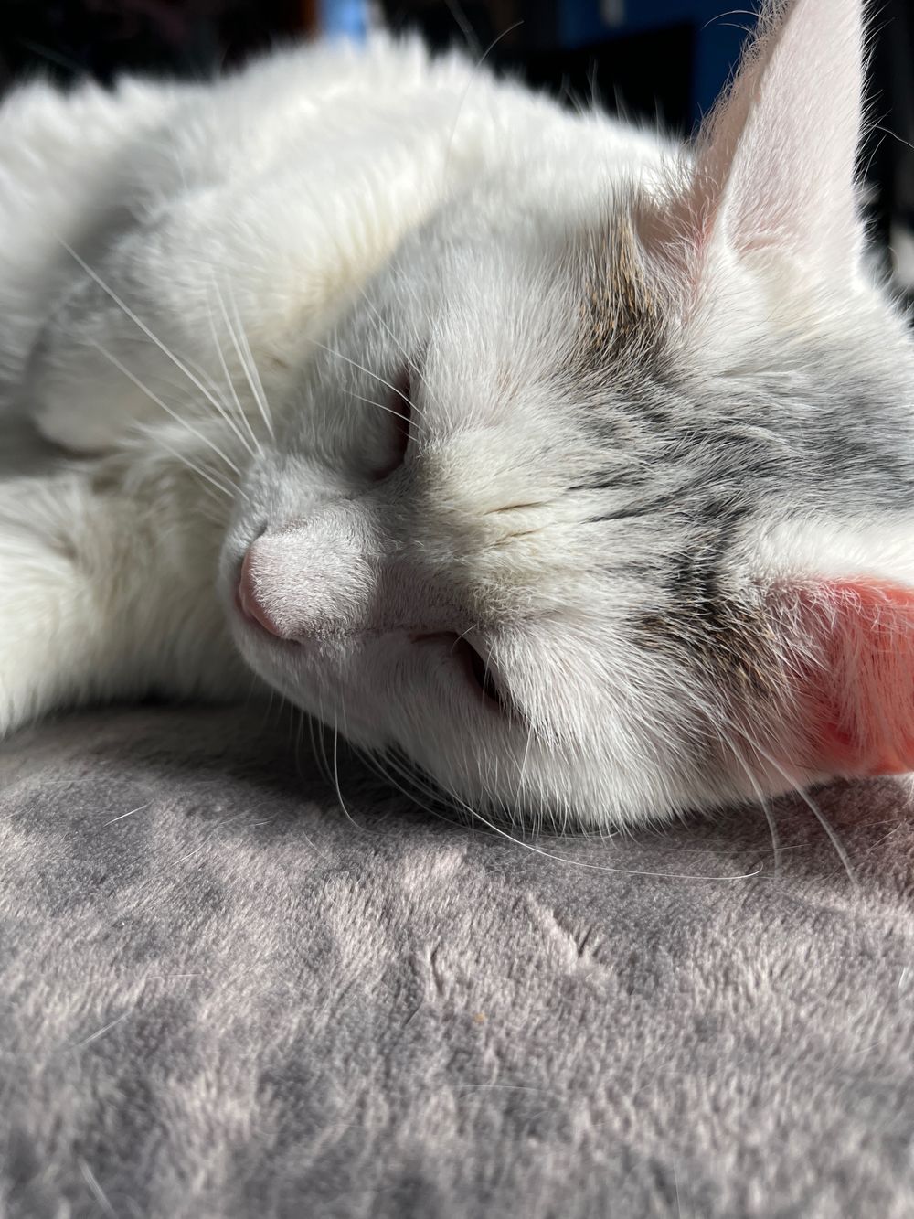 hausofcats OnlyFans profile picture