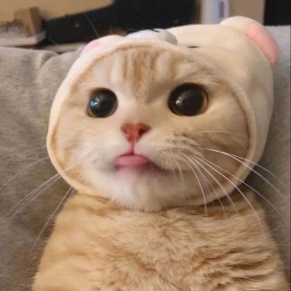sillykittyxd OnlyFans picture