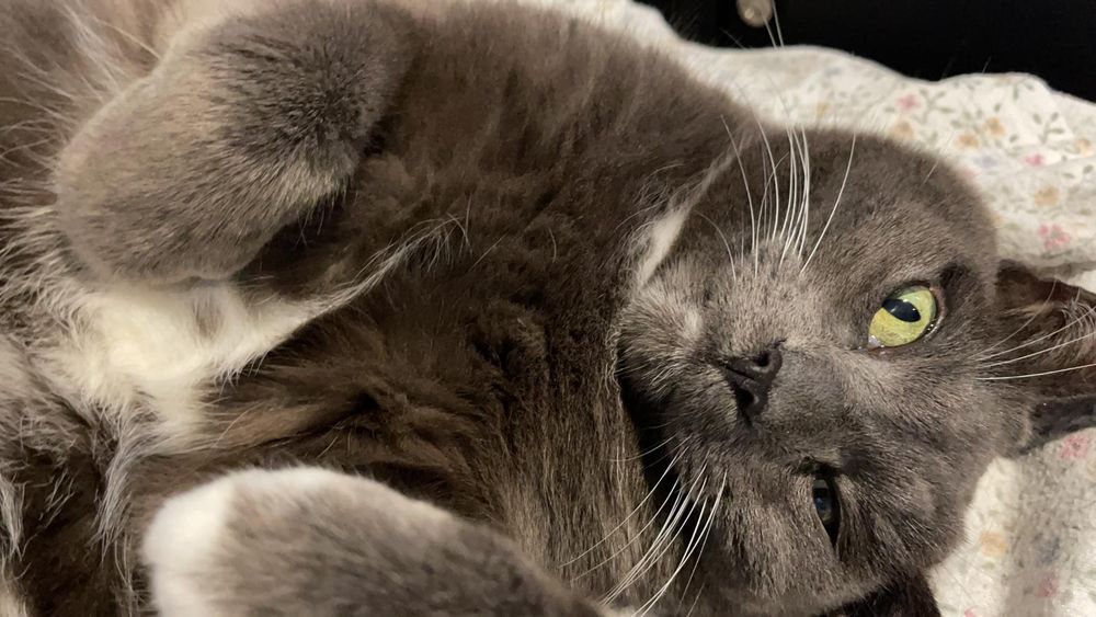 onlytubbles OnlyFans profile picture