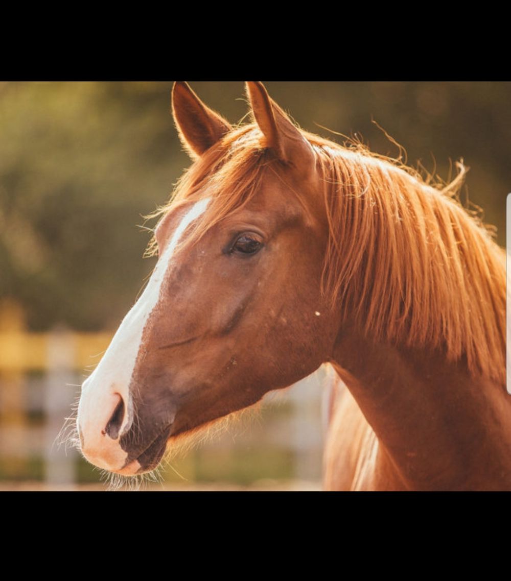 oldmcdonaldhadahorsecock OnlyFans profile picture