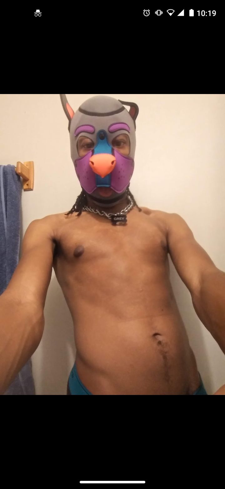 pupgrey1 OnlyFans profile picture