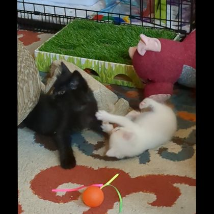jackandthekittens OnlyFans picture