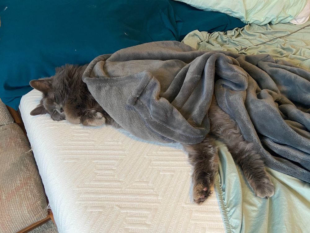 abbythecat OnlyFans profile picture