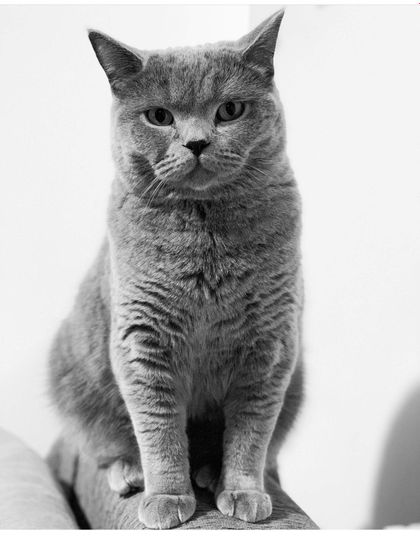 martinkingofcats OnlyFans picture