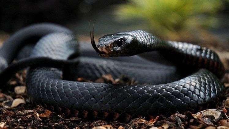 kingcobra_of OnlyFans profile picture