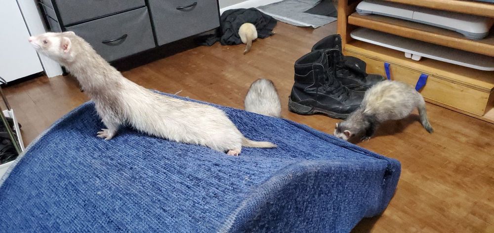 ferretfuzzbutts OnlyFans profile picture
