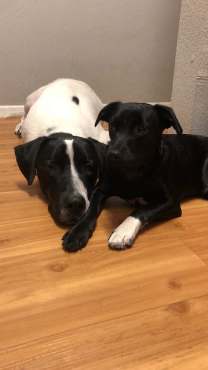 onlydogs_canjudgeme OnlyFans picture