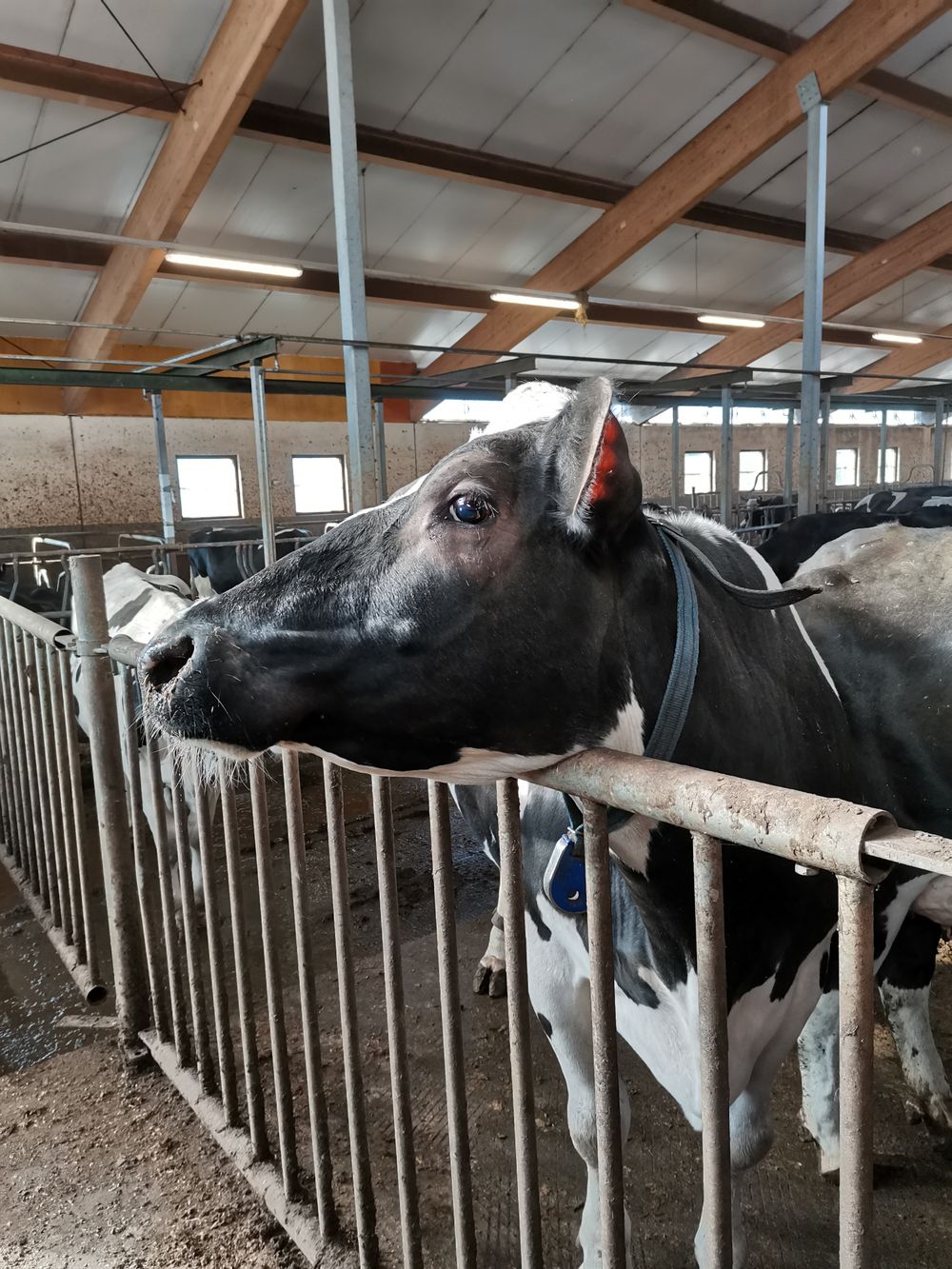 finnishfarmer OnlyFans profile picture