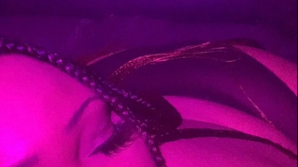 bbwcenc OnlyFans profile picture