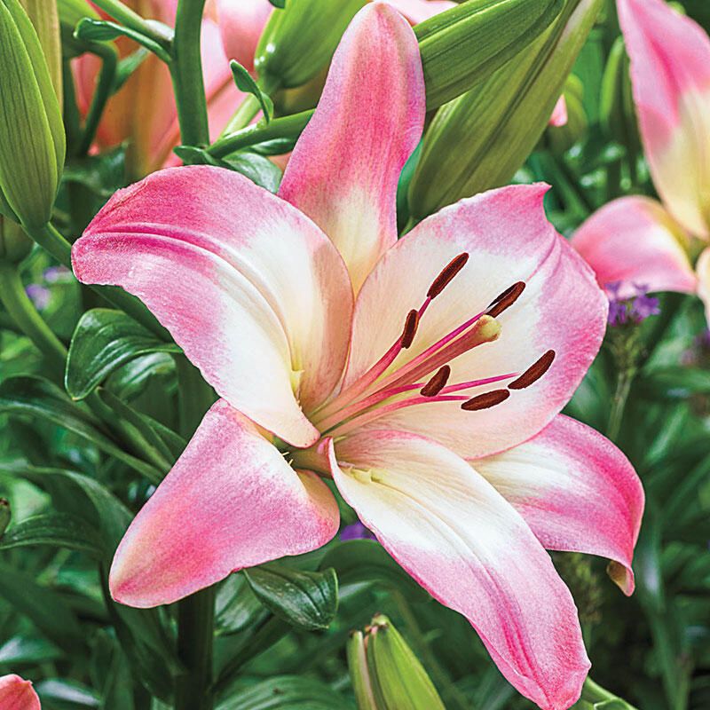 aylan4elise OnlyFans profile picture