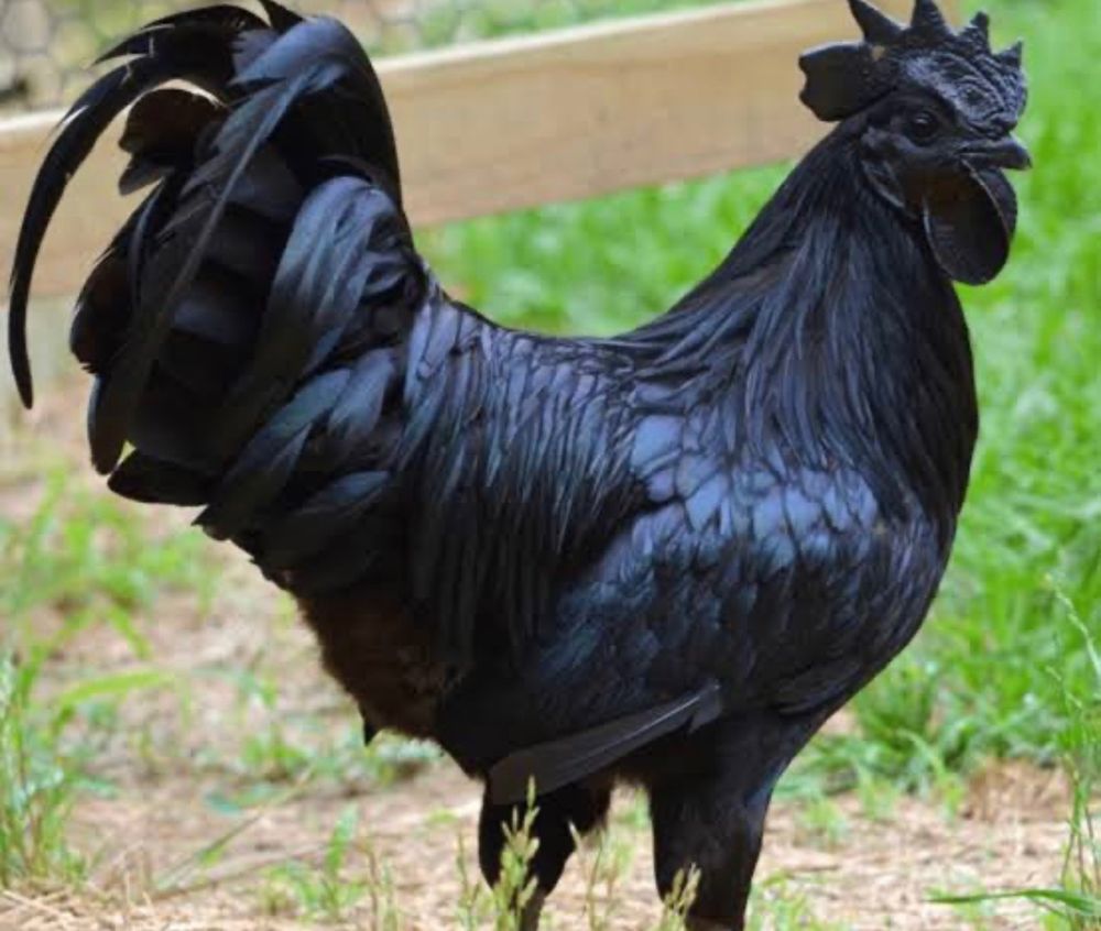 solo-gallos OnlyFans profile picture