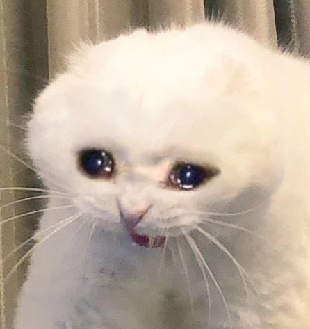 lambchubs OnlyFans profile picture