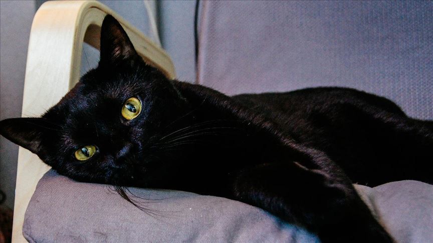 black_cat_696 OnlyFans profile picture